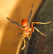 Austin Tx Photograhy, Wedding photographer, Austin edding Venue, Austin Wedding, Austin Photographer