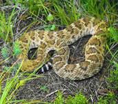 Austin Tx Photograhy